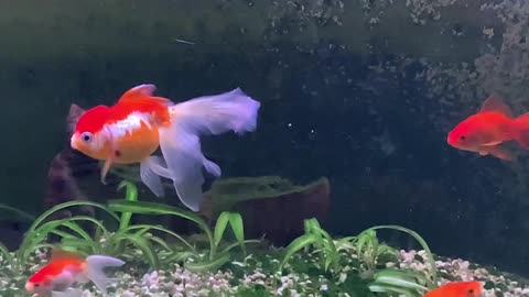 Big blur tail goldfish Oskar Ole Dole +Doffen to. 12 aug 2021 :-)