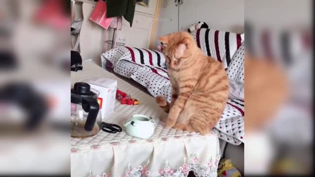 Most Funny Cat Compilation