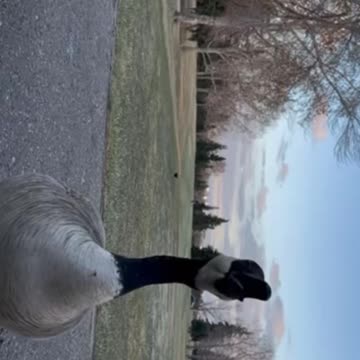 A goose eats like a baby