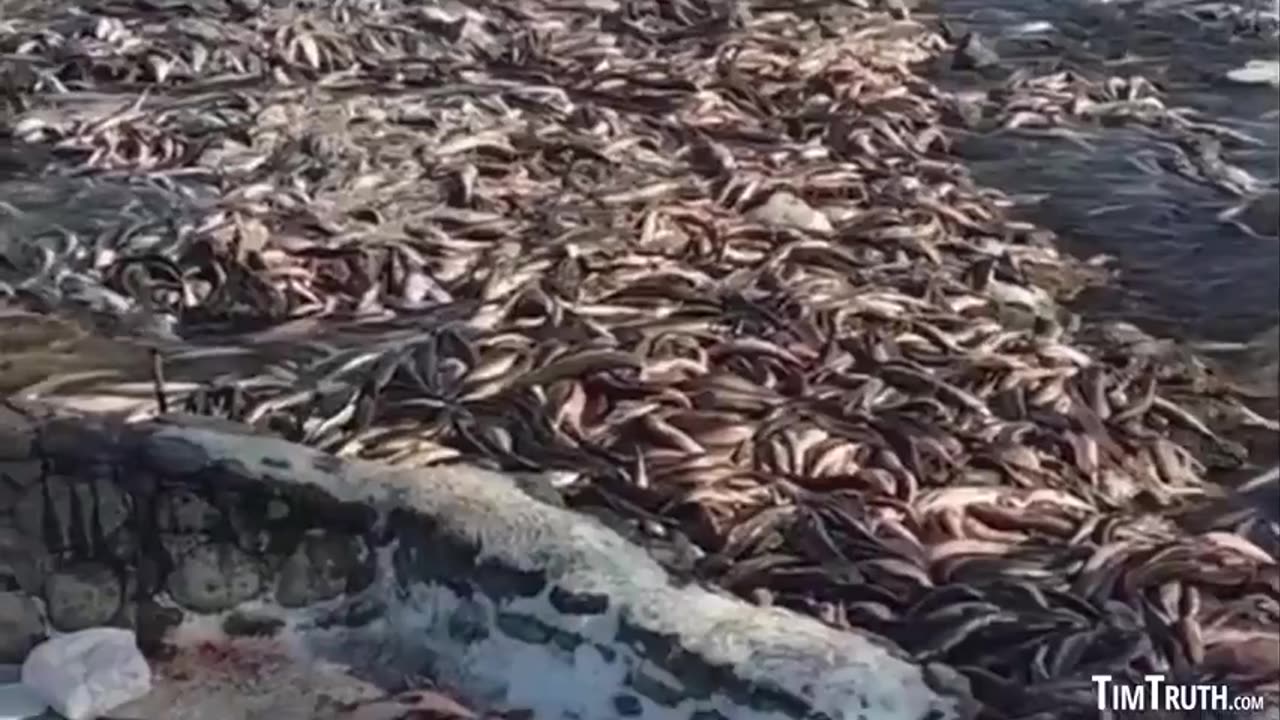 SOUTH DAKOTA GOVT ENGINEERS MASSIVE ATTACK ON FOOD SUPPLY FISH DESTROYED BY THOUSANDS