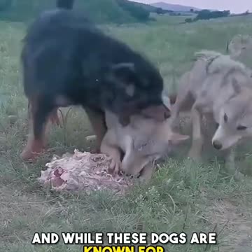 World's Biggest & Deadliest Dog #shorts #shortsfeed #tibetanmastiff #dogs