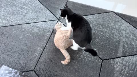 Kitten Vs Cat