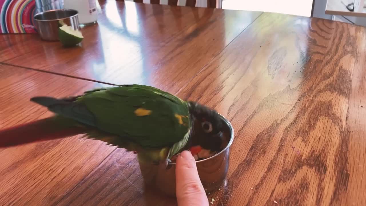 Bird bully refuses to share!