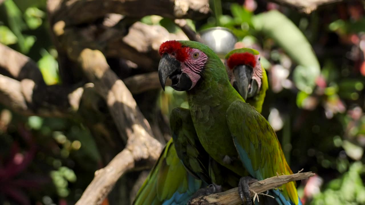 Tow Parrot on branch video #animal #photography