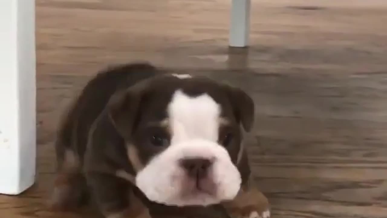 Cute and funny animals