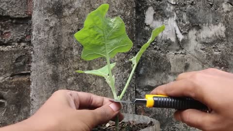 Tomato Grafting On Eggplant