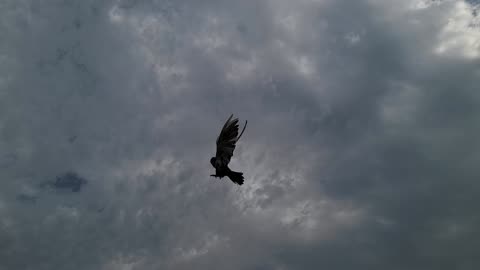 Beautiful pigeon ❤️ rotation in sky