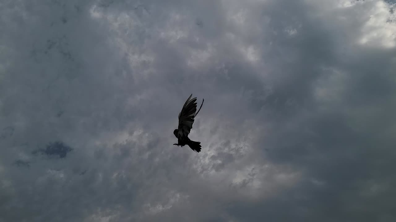 Beautiful pigeon ❤️ rotation in sky