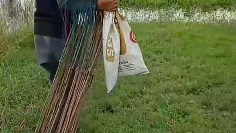 This is a beautiful and charming water-dwelling species