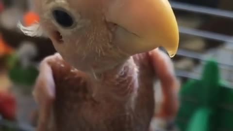 Naked Bird Who Lost Her Feathers Is So Loved Now | The Dodo