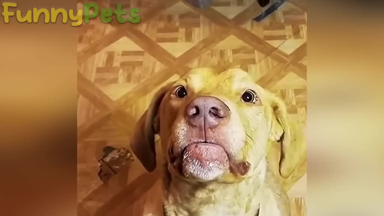 Best funny animals videos in 2023