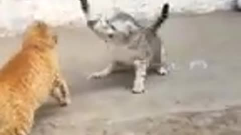 Funny cat fight🤣🤣🤣