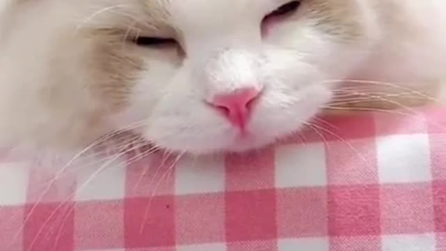 Cat fany cut🤗🤗🤗