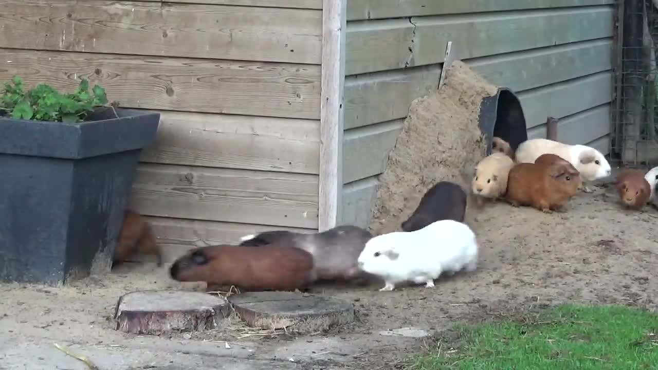 Guinea pig herd having breakfast and dinnerlovely