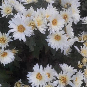 Many many white Chrysanthemums