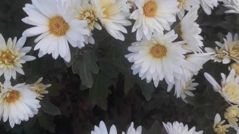 Many many white Chrysanthemums