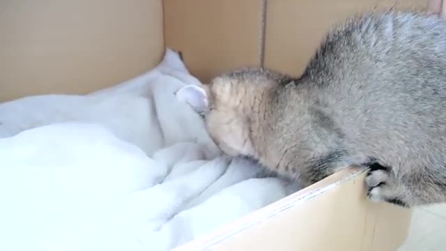 Daddy cat Coco meets baby kittens for the first time