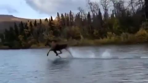 Moose running across a wide river 😲