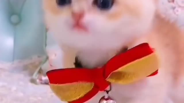 Cute cat