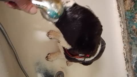 Собачка.