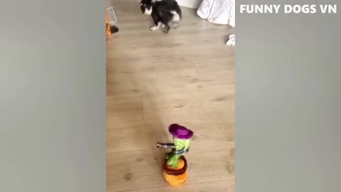 Best Funny Animal Videos Of The 2022 🤣 - Funniest Cats And Dogs Videos 😺😍