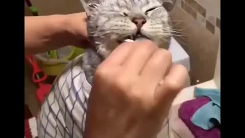 Funny Cats Compilation - Try not to ROFTL :)