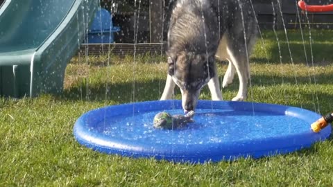 Pet Sprinkle Swimming Pool