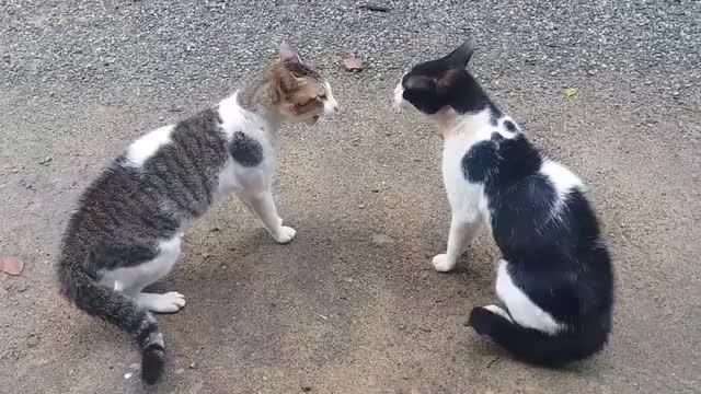 Cat fighting