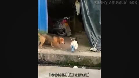 Pets funny video