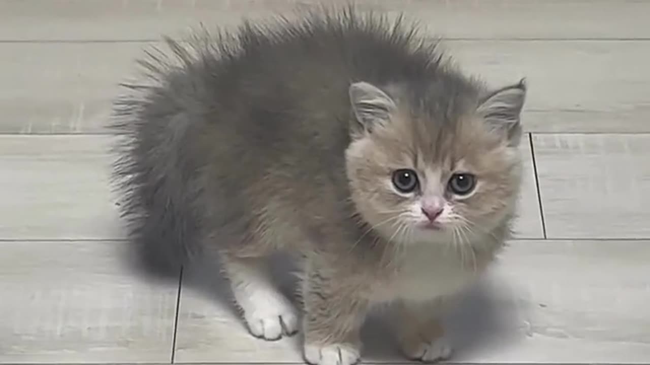 Beautiful cat 🐈 trending video