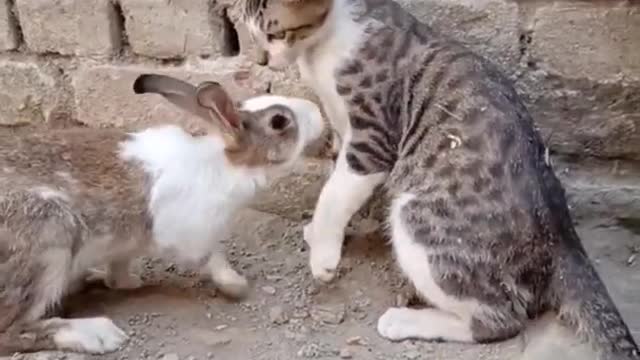 Rabbit vs cat funny Reactions - _funnycats _funnyanimals _shorts _pnaallam