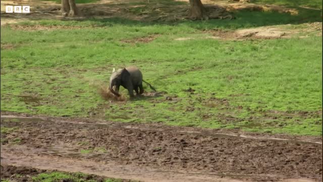 The Bull Elephant Playground Natural World Forest Elephants BBC Earth