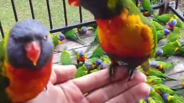 Lorikeet Mayhem