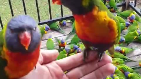 Lorikeet Mayhem