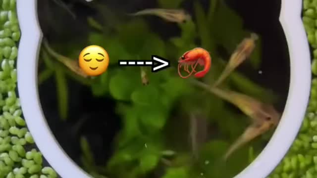 Do I feel bad for Freezing my Shrimp? 🦐