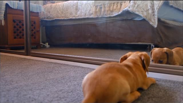 Funny dogs