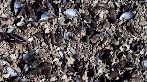Island for birds made entirely from mussel shells