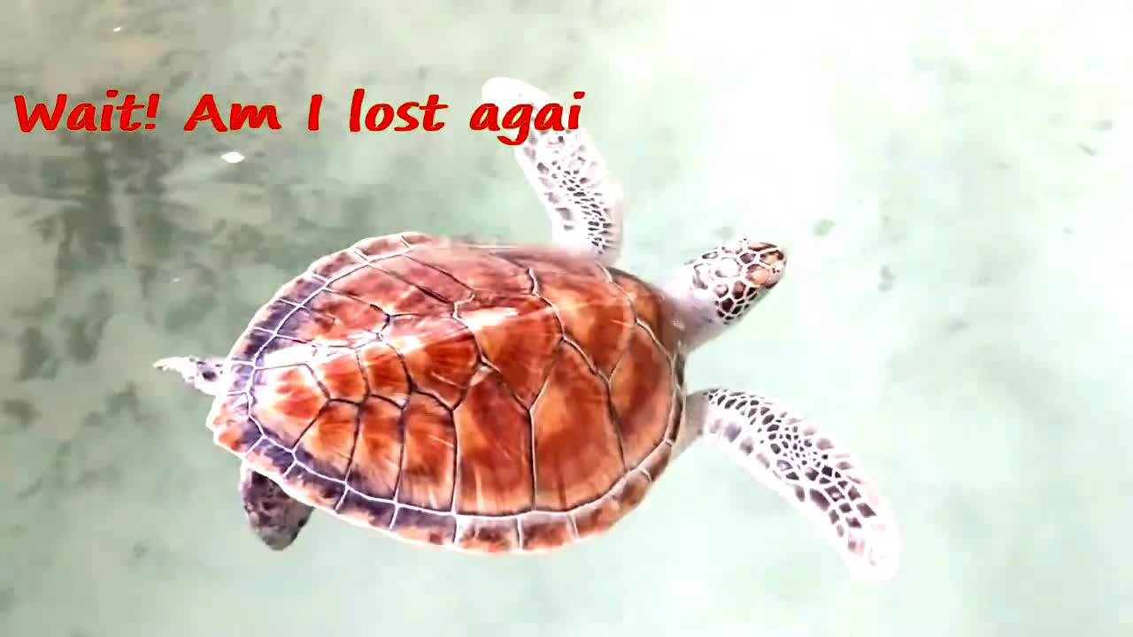 Funny Tortoise Moments | Tortoise Compilation | Funny Animal Videos | Laugh and Enjoy Nature