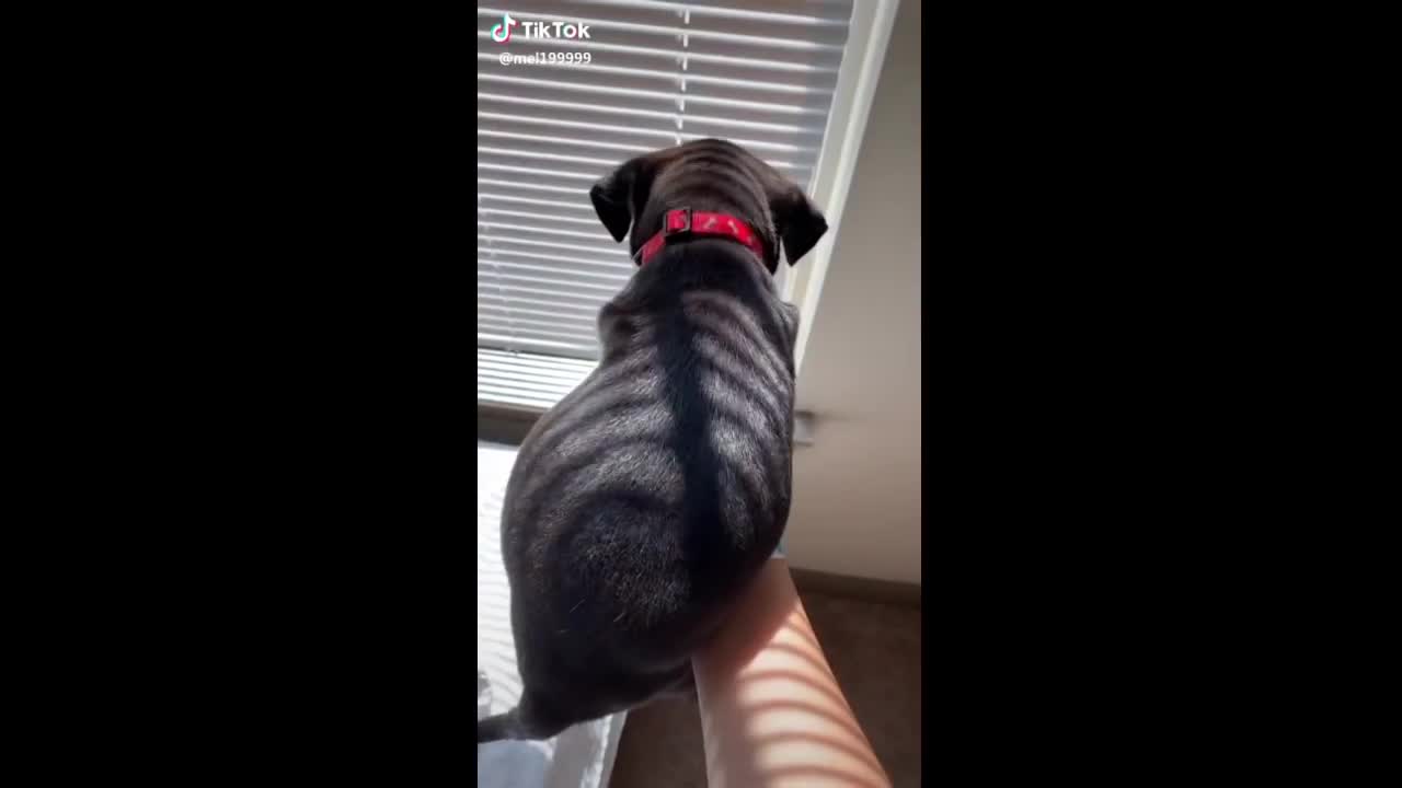 DOG IN FULL SWING AND CAT IN MOOD FUNNY VIDEO