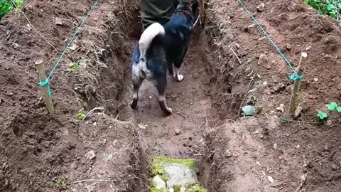 build shelter in wild