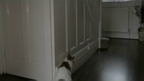Cat Reacts To Mouse Toy On A String