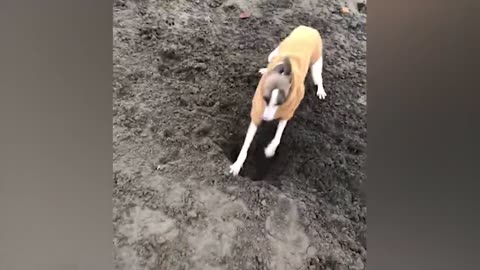 The most funny animals play with dogs and cats 2021 No #92