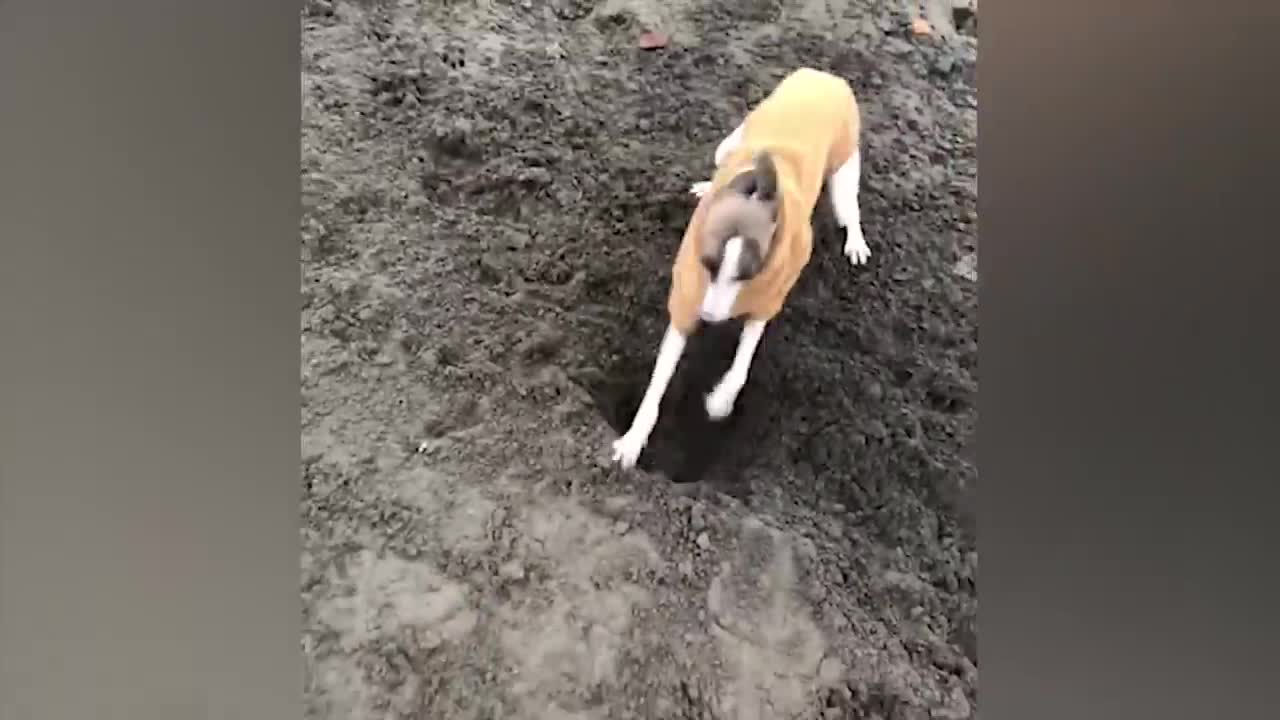 The most funny animals play with dogs and cats 2021 No #92