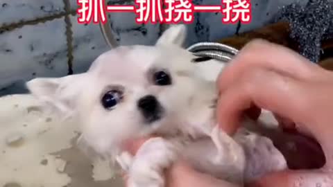 Cute dogs