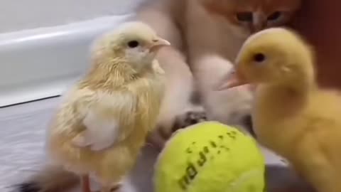 Kitten duck and chicks playing