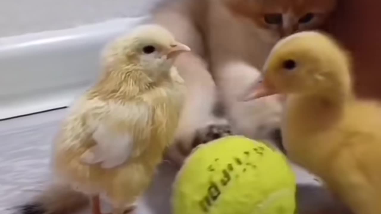 Kitten duck and chicks playing