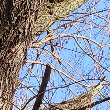 Woodpecker kissena park