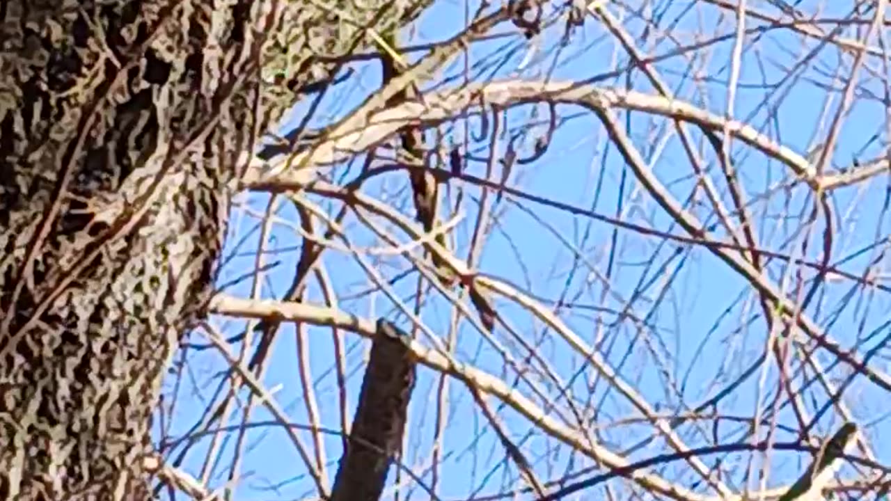 Woodpecker kissena park