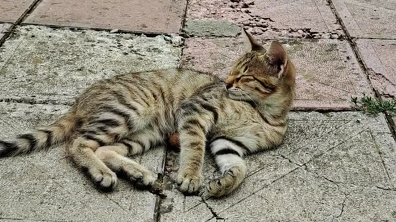 Cute kitten playing with nuts. Relaxing video