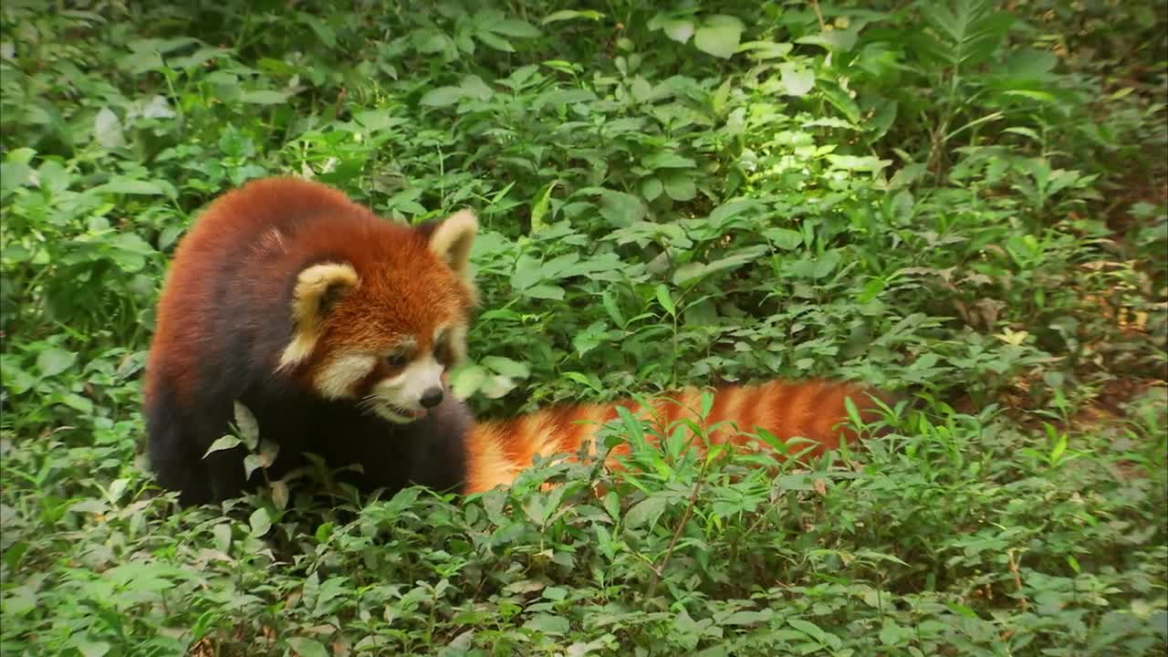 CUTE RED PANDA CREATURE ADVENTURE | The Real-Life Wild Kratts